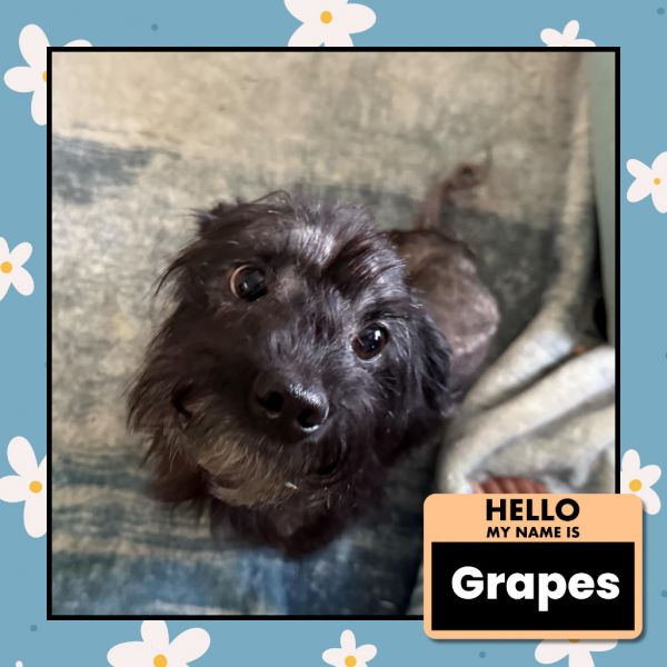 Grapes