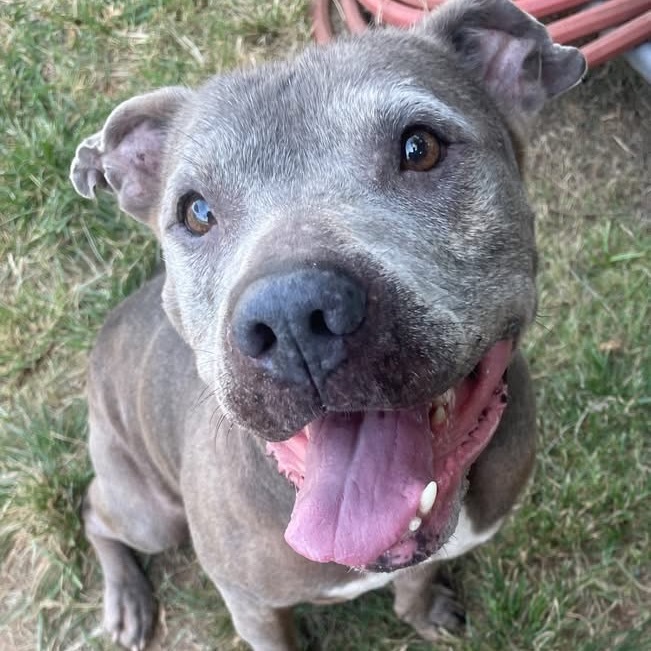 Dozer