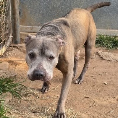 Dozer
