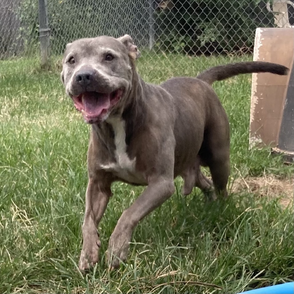 Dozer
