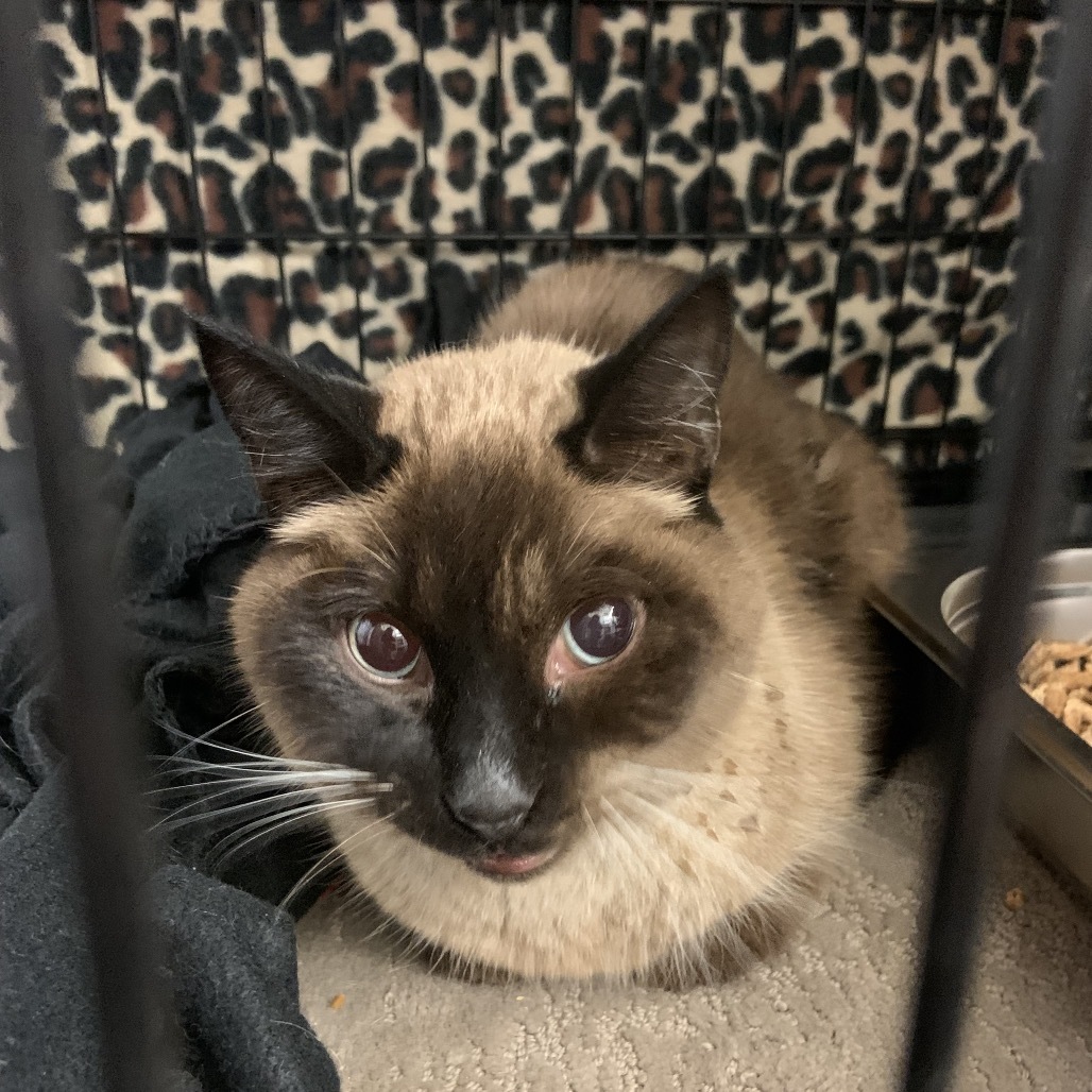Asher aka Crash