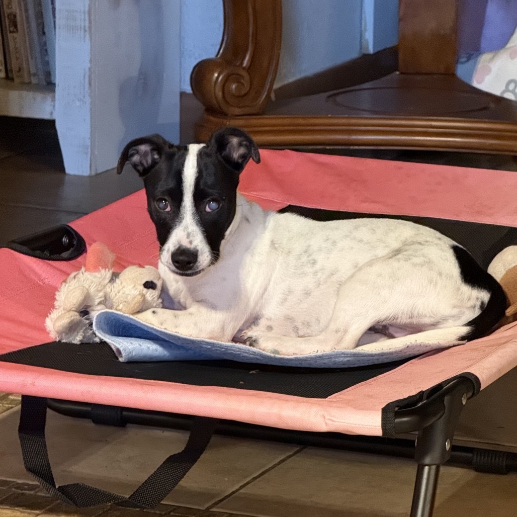 Dixie, an adoptable Mixed Breed in Moab, UT, 84532 | Photo Image 1