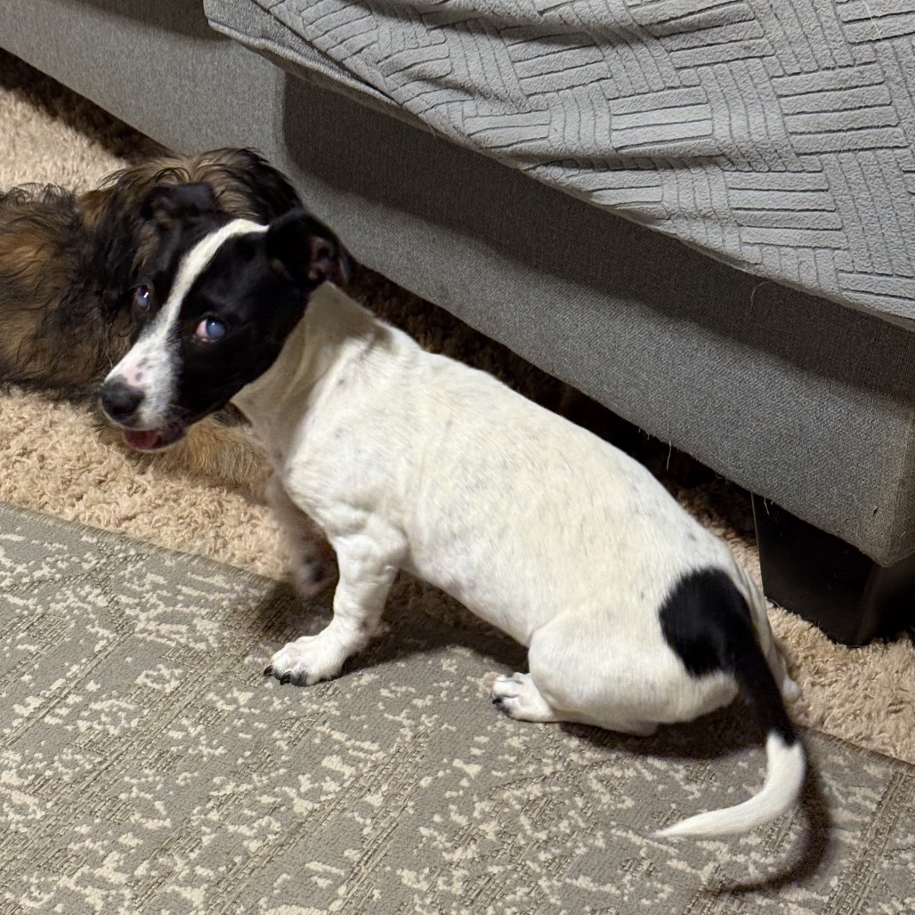 Dixie, an adoptable Mixed Breed in Moab, UT, 84532 | Photo Image 2