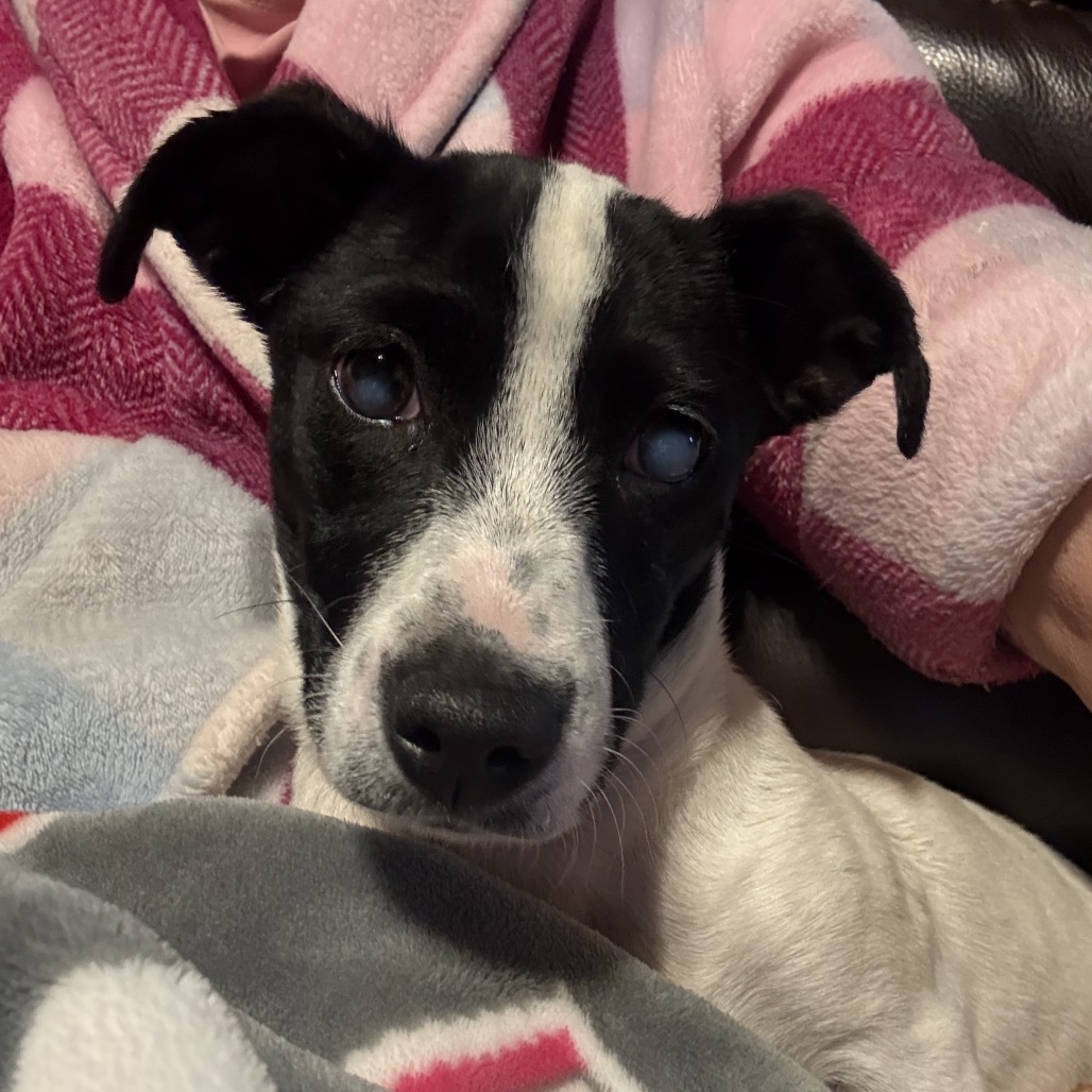 Dixie, an adoptable Mixed Breed in Moab, UT, 84532 | Photo Image 3