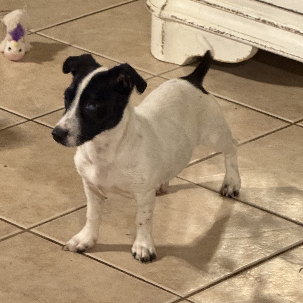 Dixie, an adoptable Mixed Breed in Moab, UT, 84532 | Photo Image 4