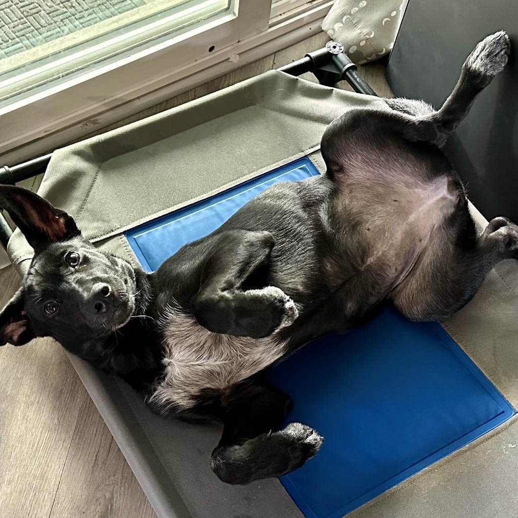 Ember, an adoptable Mixed Breed in Moab, UT, 84532 | Photo Image 1