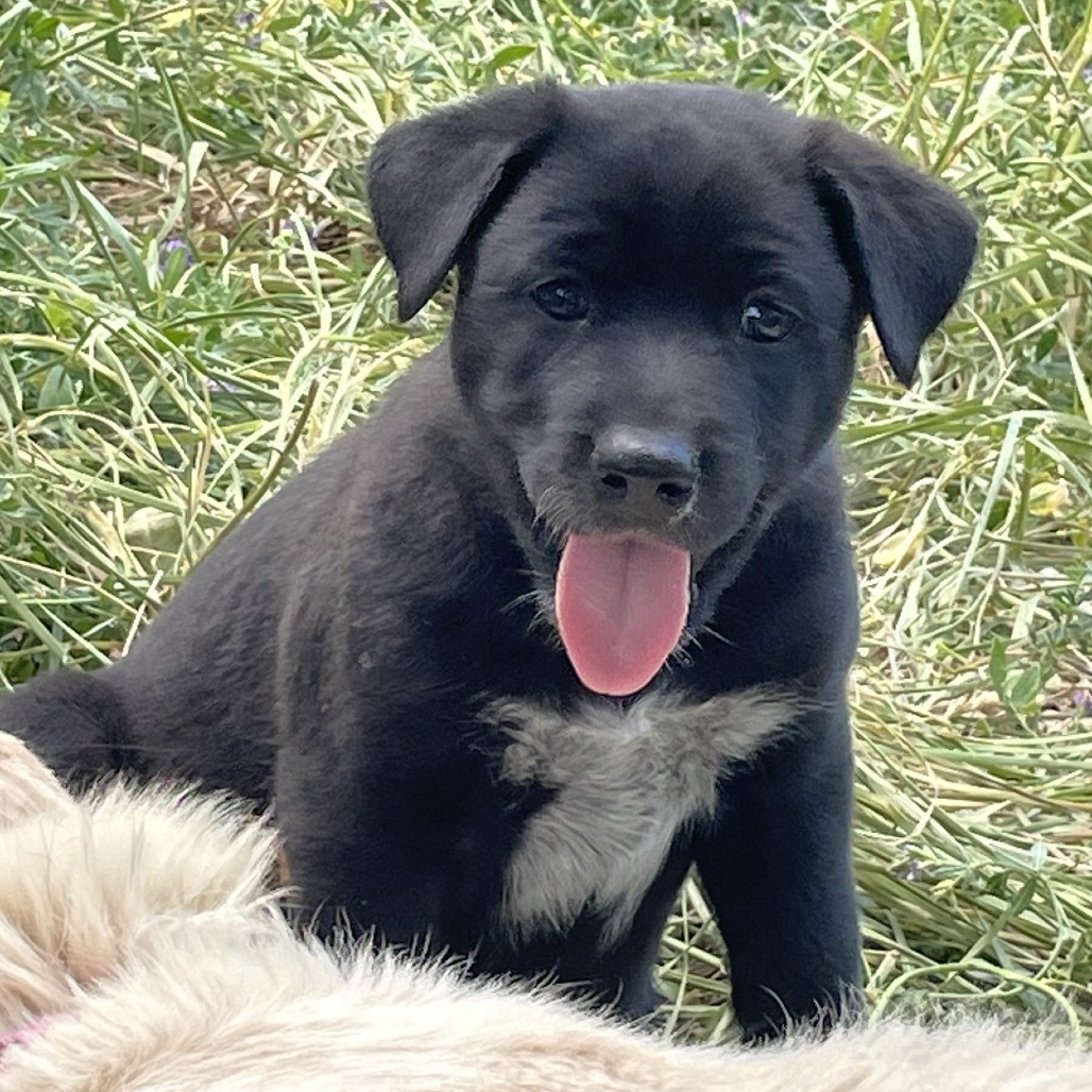 Ember, an adoptable Mixed Breed in Moab, UT, 84532 | Photo Image 2