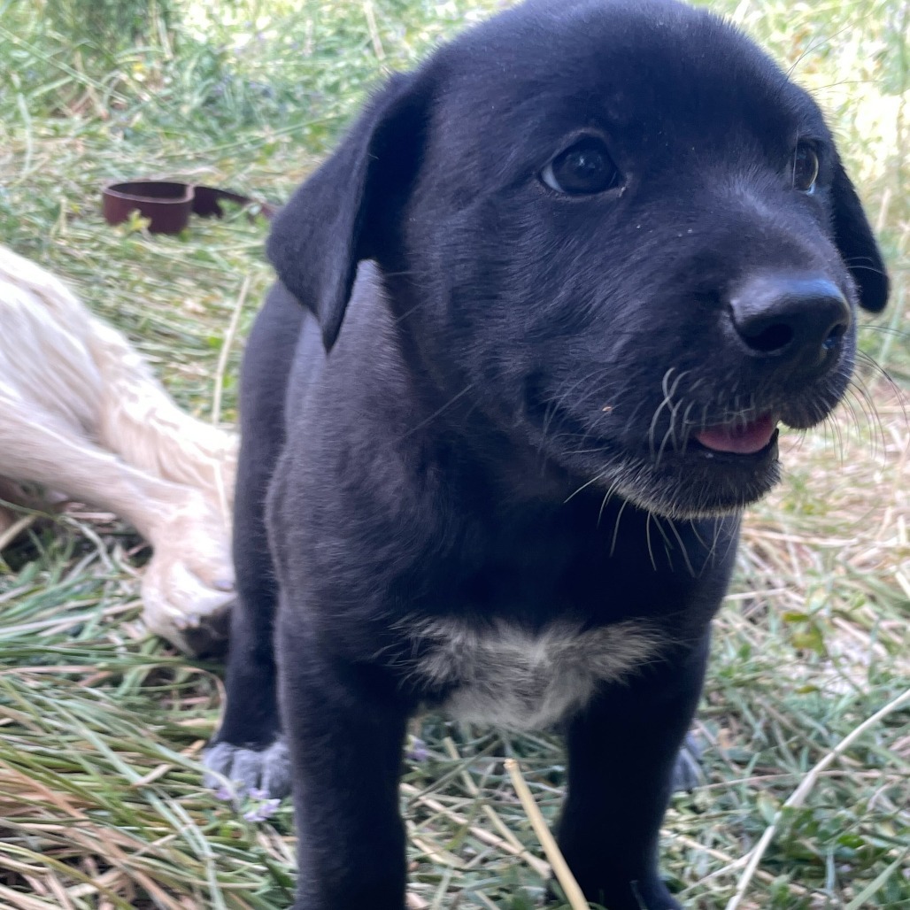 Ember, an adoptable Mixed Breed in Moab, UT, 84532 | Photo Image 3