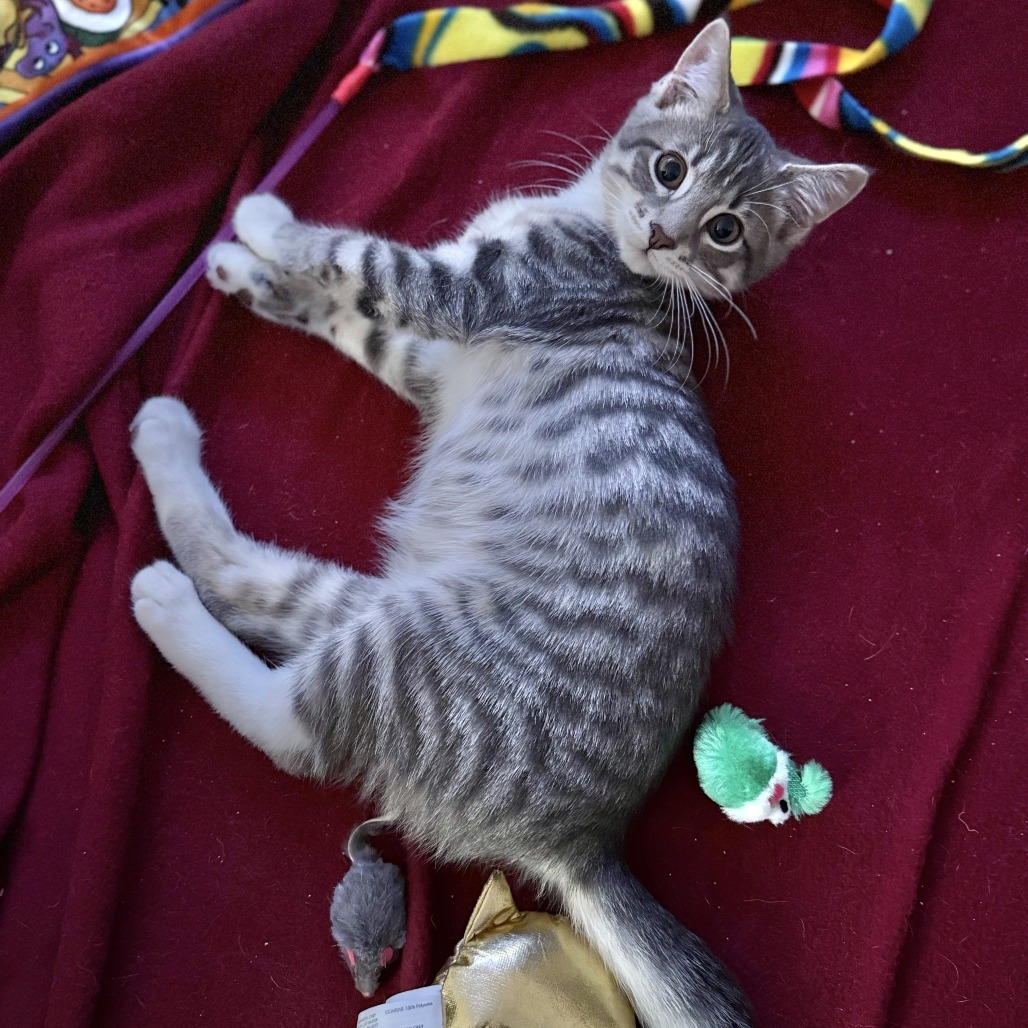 Denny (bonded with Chrysanthemum)