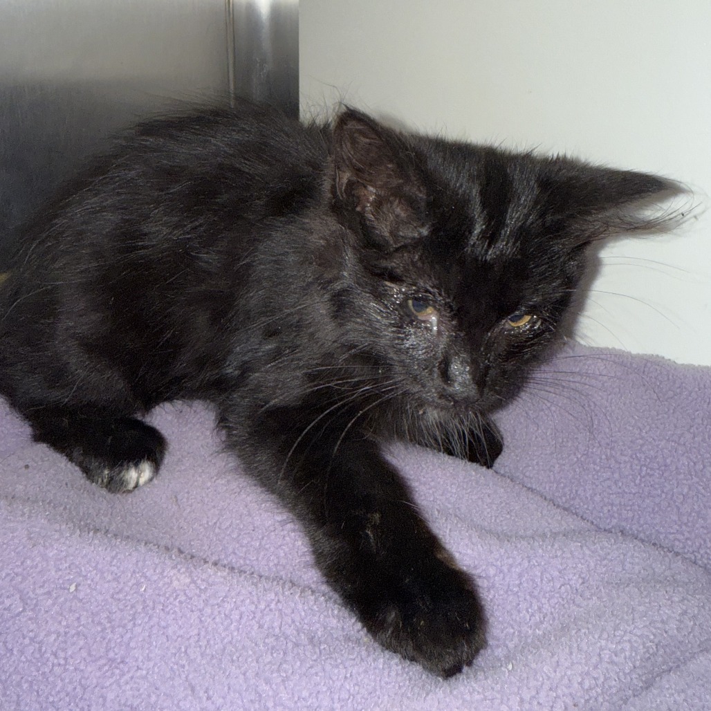 Melody at Grand Junction PetSmart