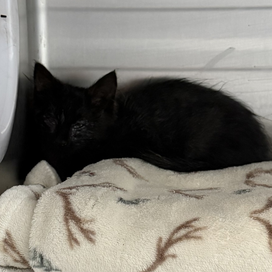 Juniper at Grand Junction PetSmart