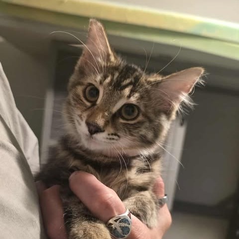 Hazelnut, an adoptable Domestic Long Hair in Jacksonville, OR, 97530 | Photo Image 1