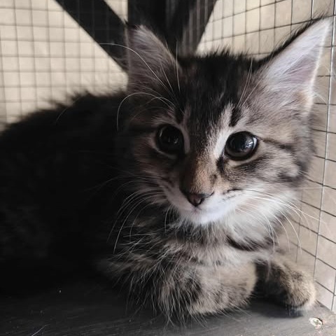 Hazelnut, an adoptable Domestic Long Hair in Jacksonville, OR, 97530 | Photo Image 2