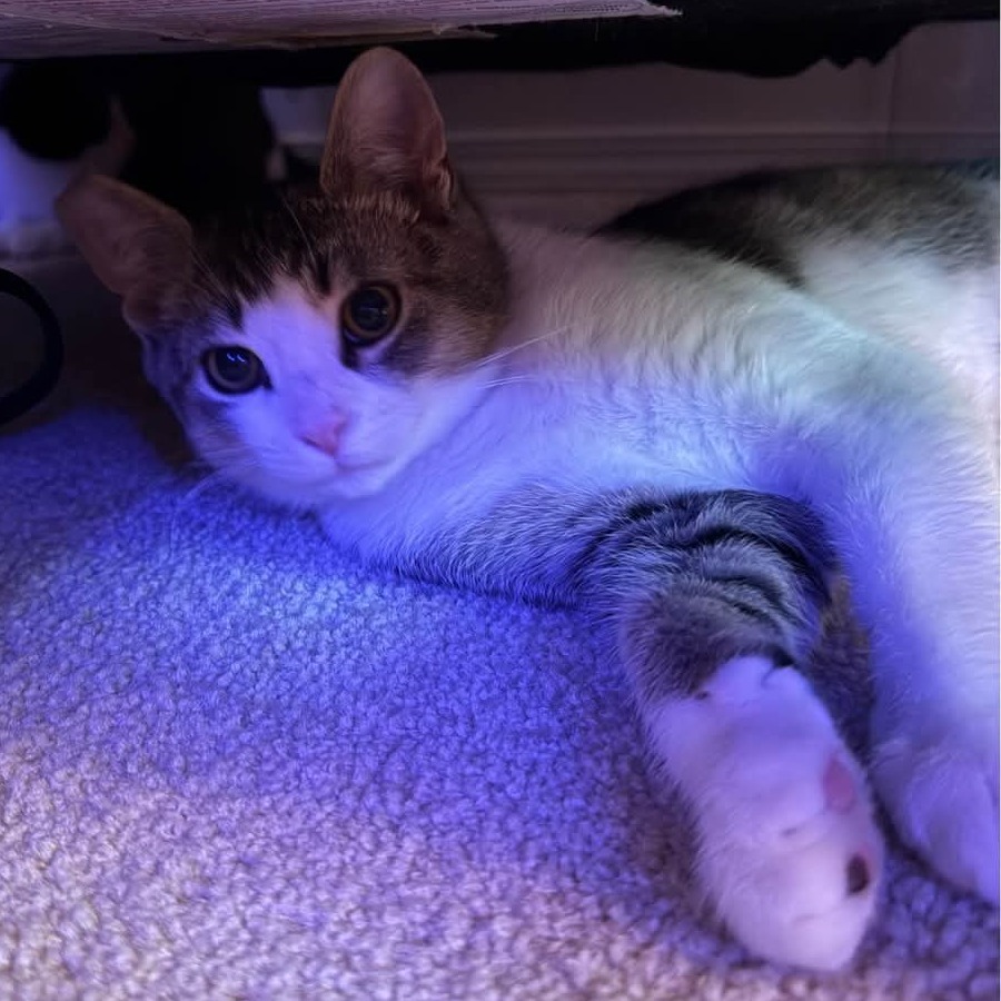 Wonton, an adoptable Domestic Short Hair in Jacksonville, OR, 97530 | Photo Image 1