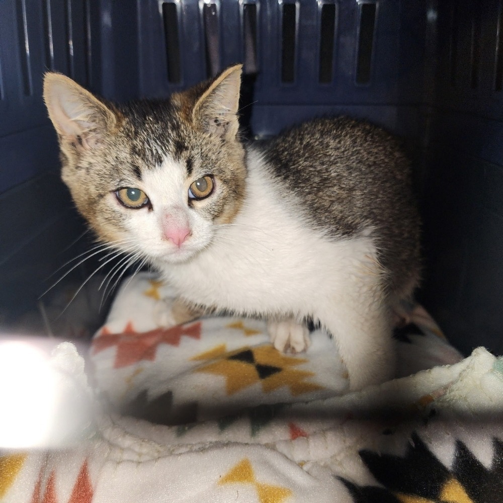 Wonton, an adoptable Domestic Short Hair in Jacksonville, OR, 97530 | Photo Image 2