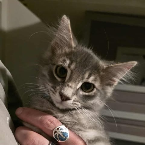 Filbert, an adoptable Domestic Long Hair in Jacksonville, OR, 97530 | Photo Image 1