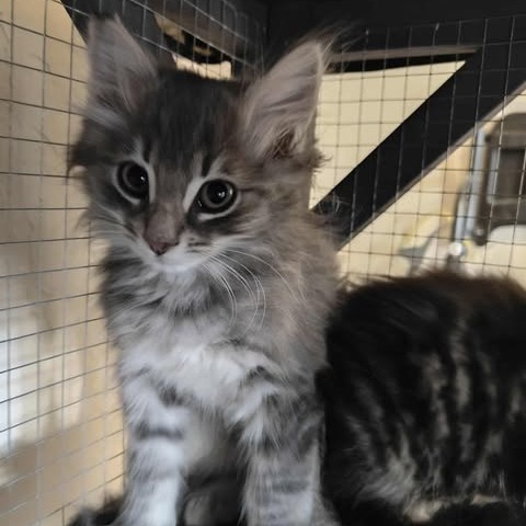Filbert, an adoptable Domestic Long Hair in Jacksonville, OR, 97530 | Photo Image 2