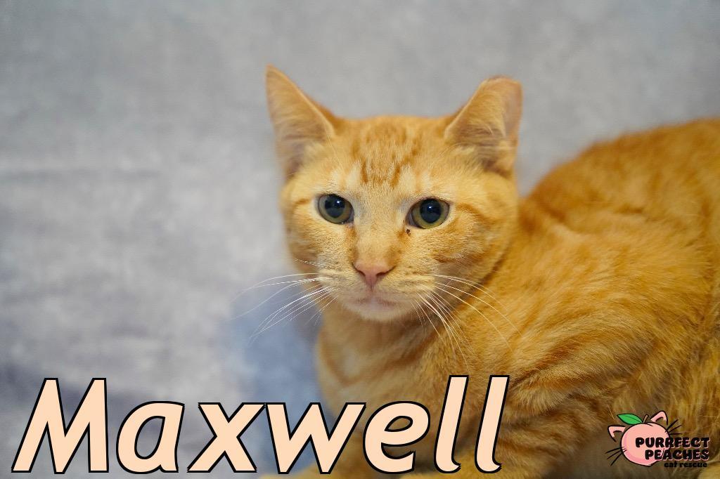 Maxwell