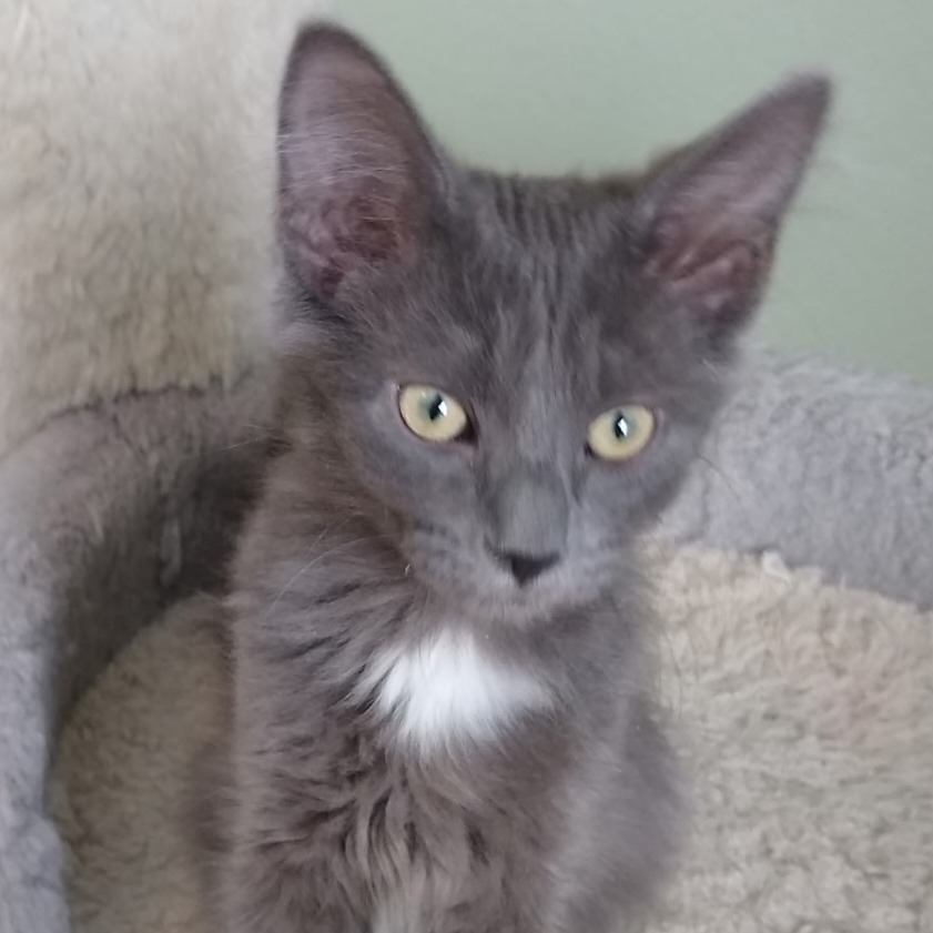 Mitzi