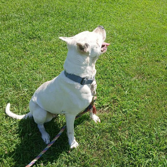 Elsa