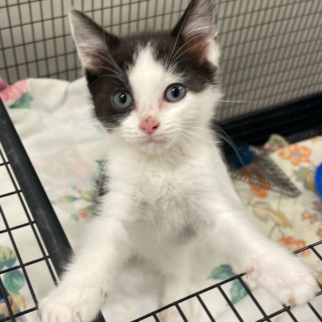 Norris, an adoptable Domestic Medium Hair in Kingman, KS, 67068 | Photo Image 1