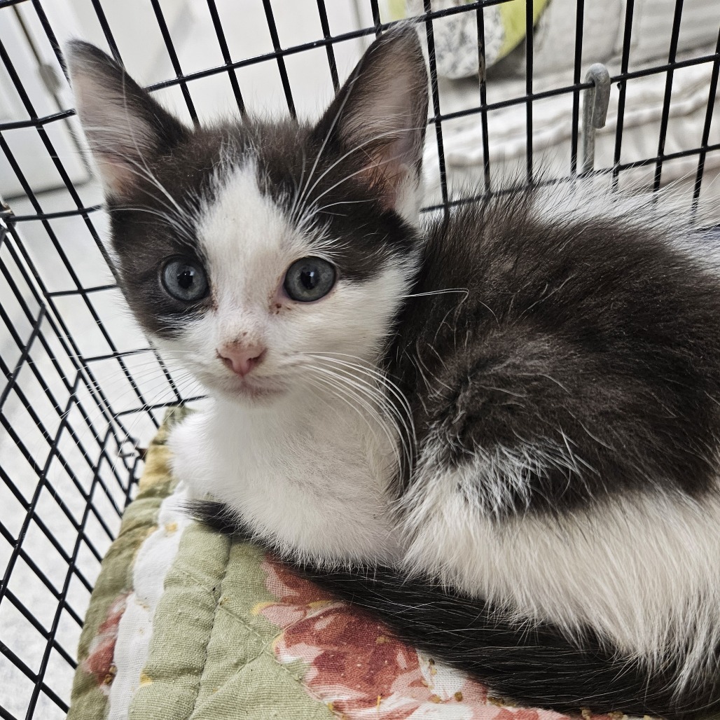 Norris, an adoptable Domestic Medium Hair in Kingman, KS, 67068 | Photo Image 2