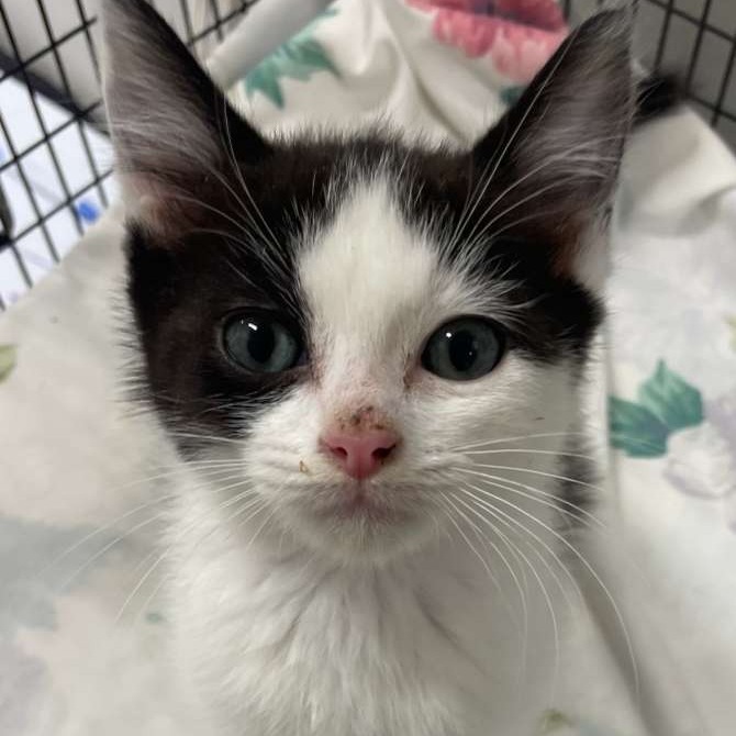 Norris, an adoptable Domestic Medium Hair in Kingman, KS, 67068 | Photo Image 3