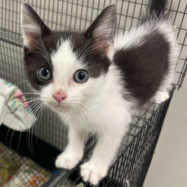 Norris, an adoptable Domestic Medium Hair in Kingman, KS, 67068 | Photo Image 4