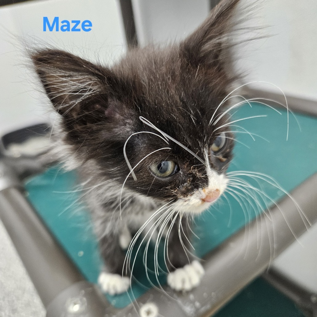 Maze