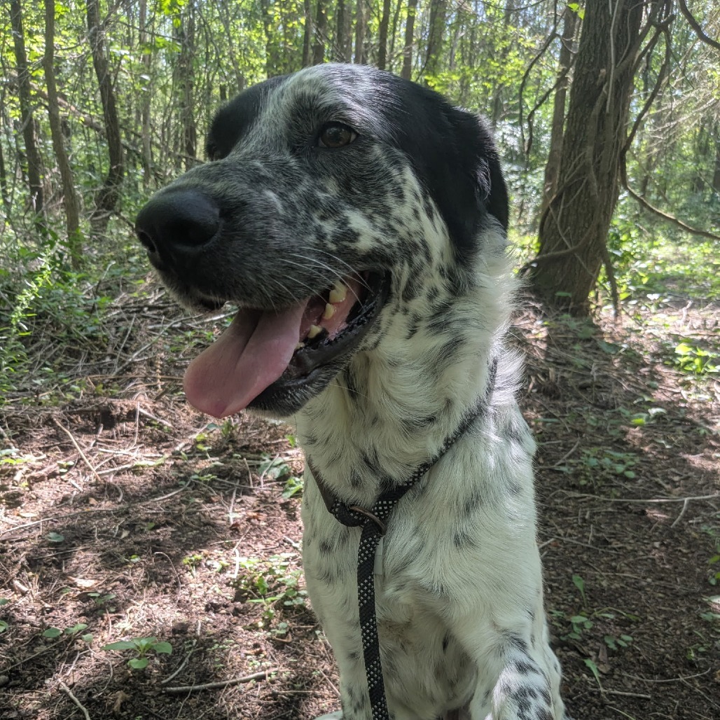 Bruce
