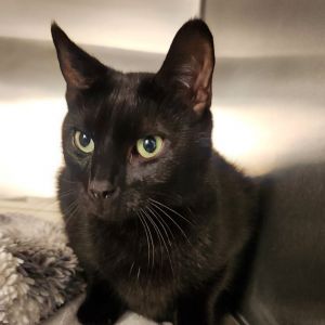 Cat for adoption - Coco, a Domestic Medium Hair in Los