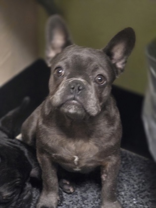 Adopt Dior