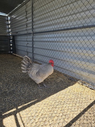 Sergeant Cluck