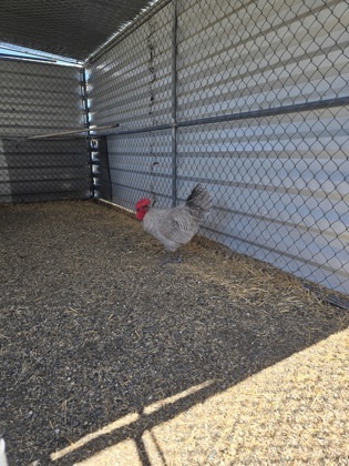 Sergeant Cluck
