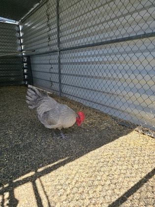 Sergeant Cluck
