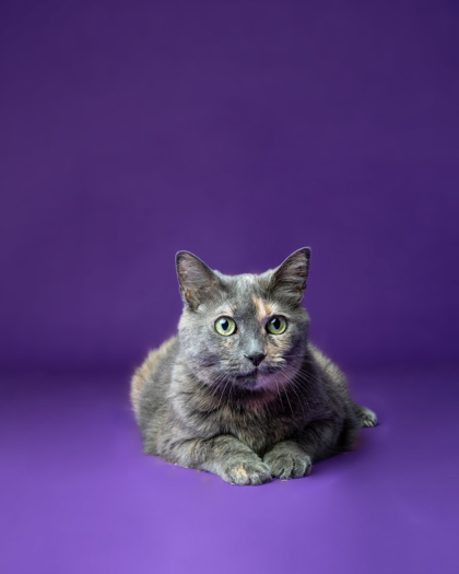 Sandy, an adoptable Domestic Short Hair in Harbor Springs, MI, 49740 | Photo Image 1
