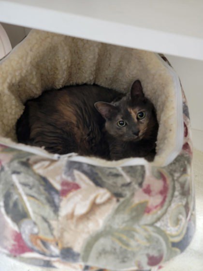 Sandy, an adoptable Domestic Short Hair in Harbor Springs, MI, 49740 | Photo Image 3
