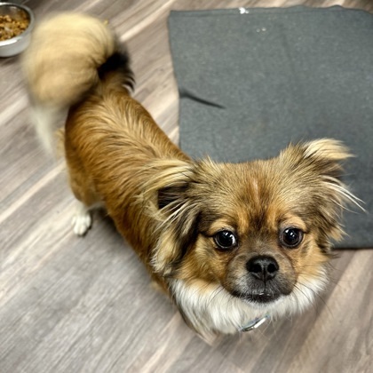 Milo