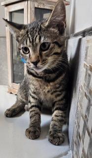 KITTEN GIZZY