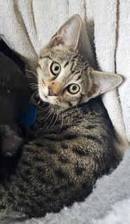 KITTEN GIZZY