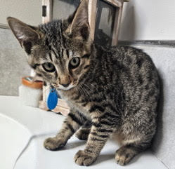 KITTEN HERCULES