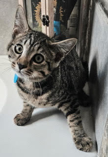 KITTEN HERCULES