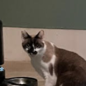 Willow (Courtesy Post), an adoptable Snowshoe, Siamese in San Jose, CA, 95112 | Photo Image 1