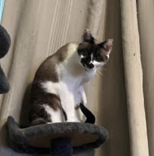 Willow (Courtesy Post), an adoptable Snowshoe, Siamese in San Jose, CA, 95112 | Photo Image 2