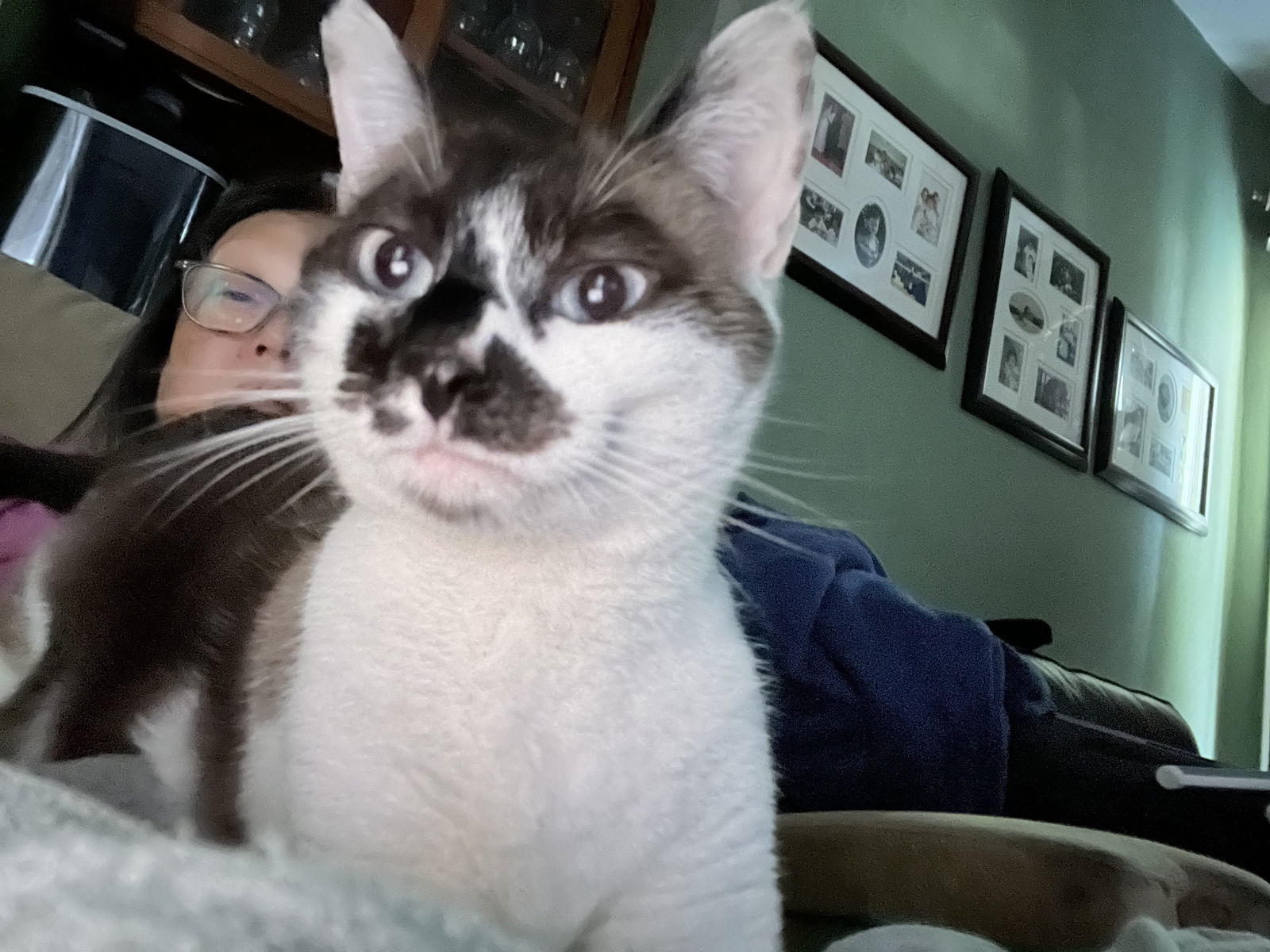 Willow (Courtesy Post), an adoptable Snowshoe, Siamese in San Jose, CA, 95112 | Photo Image 3
