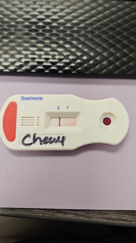 Chewy ( Bow)