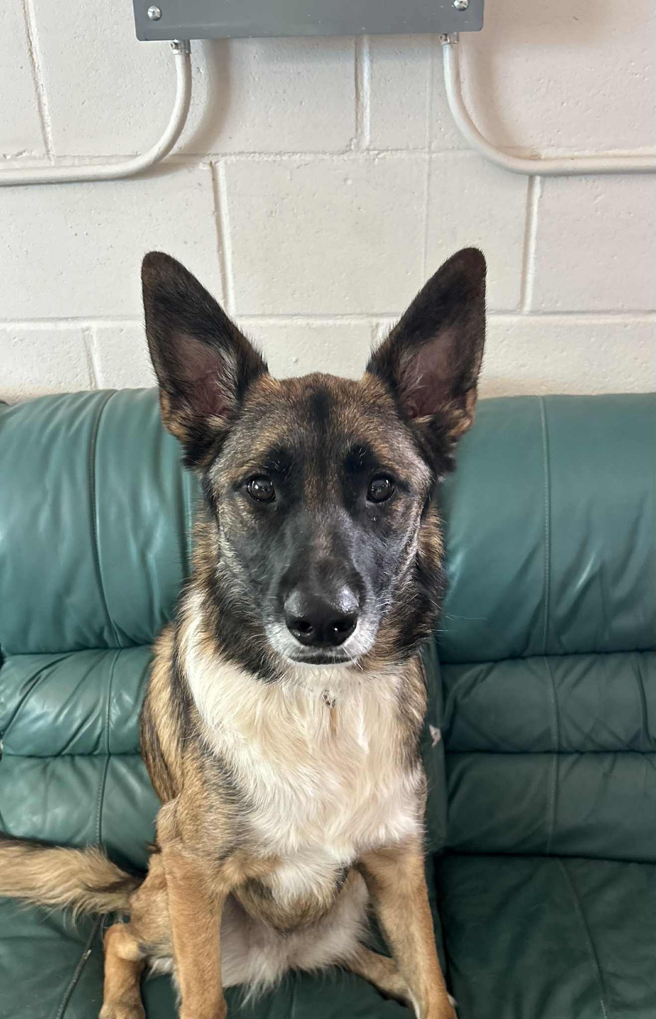 Astrid, an adoptable Belgian Shepherd / Malinois, German Shepherd Dog in Dillon, MT, 59725 | Photo Image 1