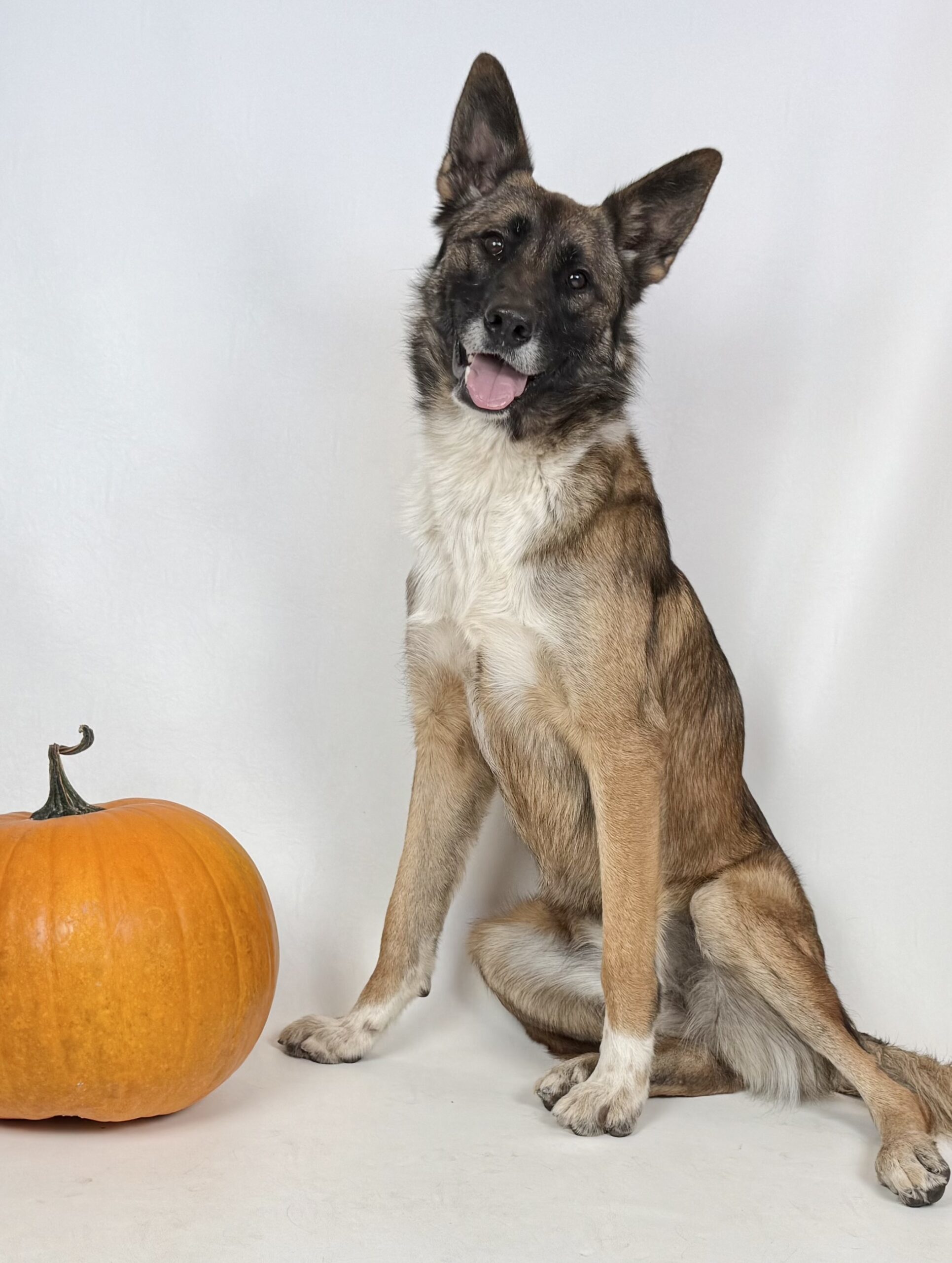 Astrid, an adoptable Belgian Shepherd / Malinois, German Shepherd Dog in Dillon, MT, 59725 | Photo Image 1