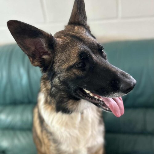 Astrid, an adoptable Belgian Shepherd / Malinois, German Shepherd Dog in Dillon, MT, 59725 | Photo Image 2