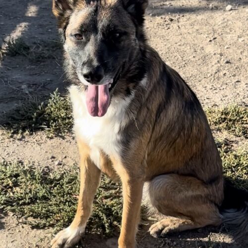 Astrid, an adoptable Belgian Shepherd / Malinois, German Shepherd Dog in Dillon, MT, 59725 | Photo Image 2